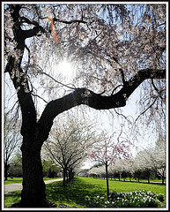 Spring In The City by Tony The Misfit