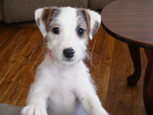 Read more about the article The Human Mutt